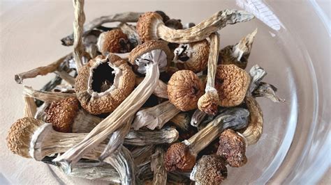 Addiction or Psychedelic Medicine? Exploring the Therapeutic Potential of Magic Mushrooms